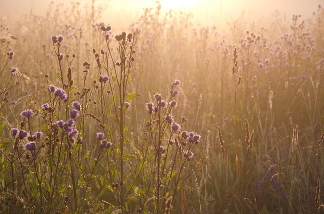 Dewy beautiful summer morning grass and sunrise sunlight